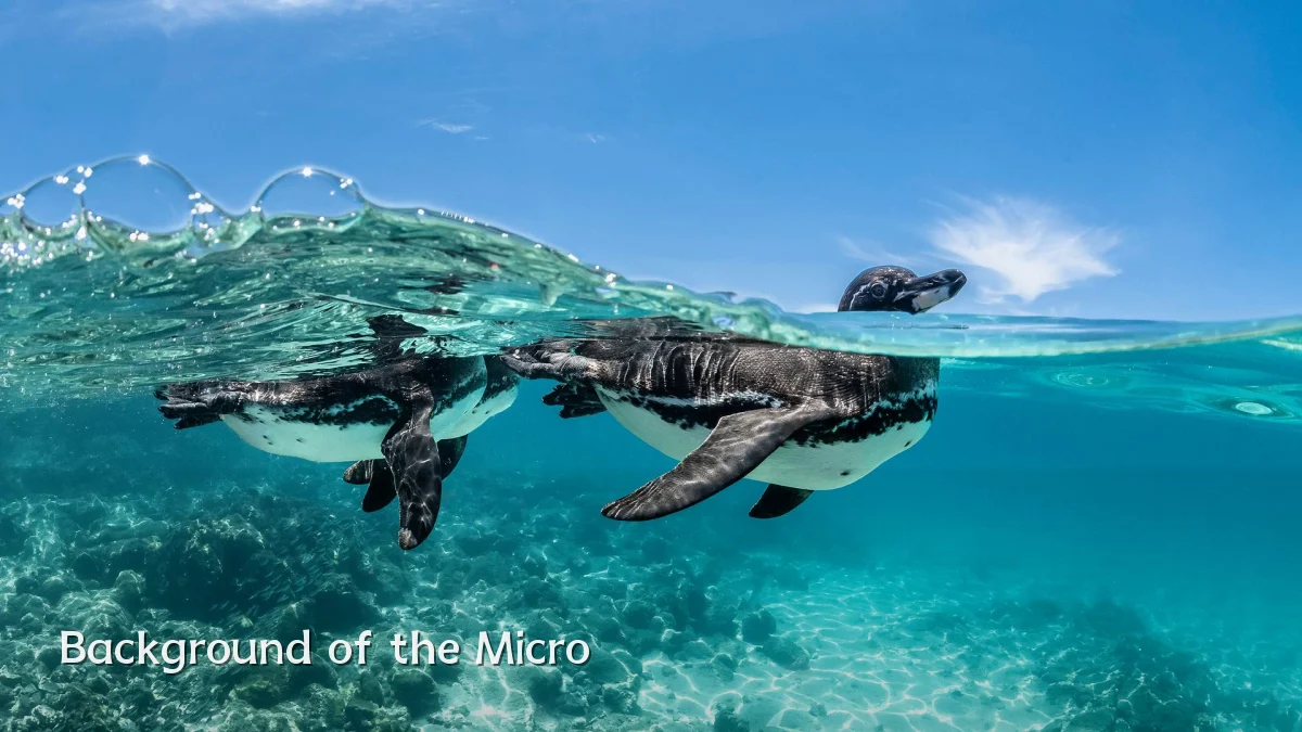Background of the Micro